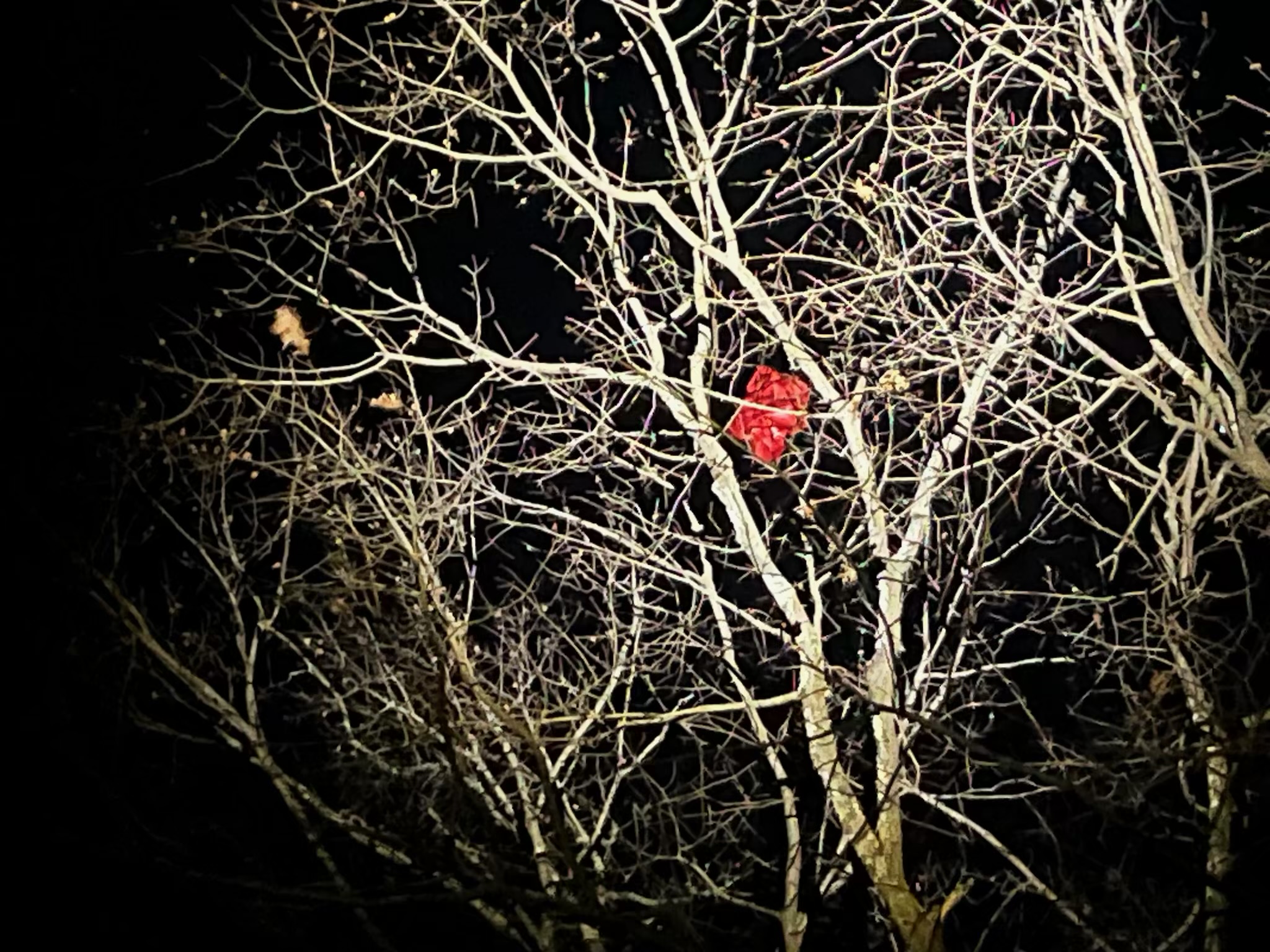 Payload in tree